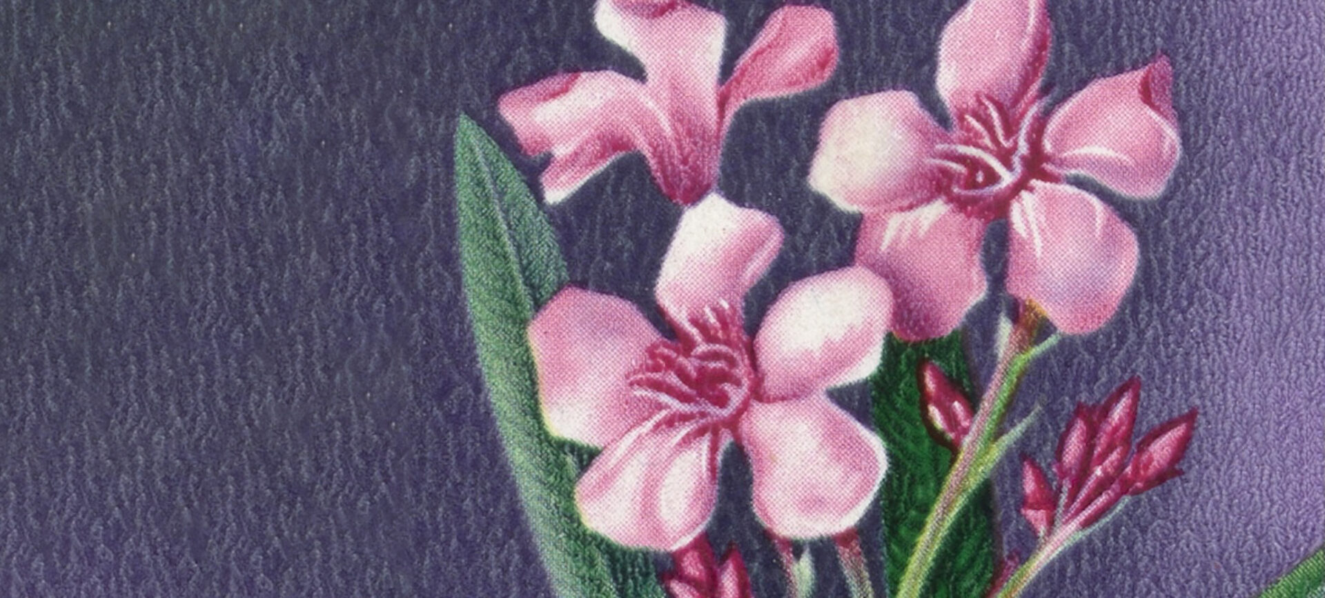 illustration of colorful flowers