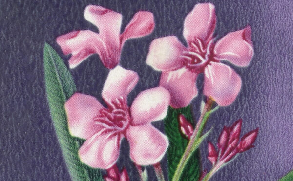 illustration of colorful flowers