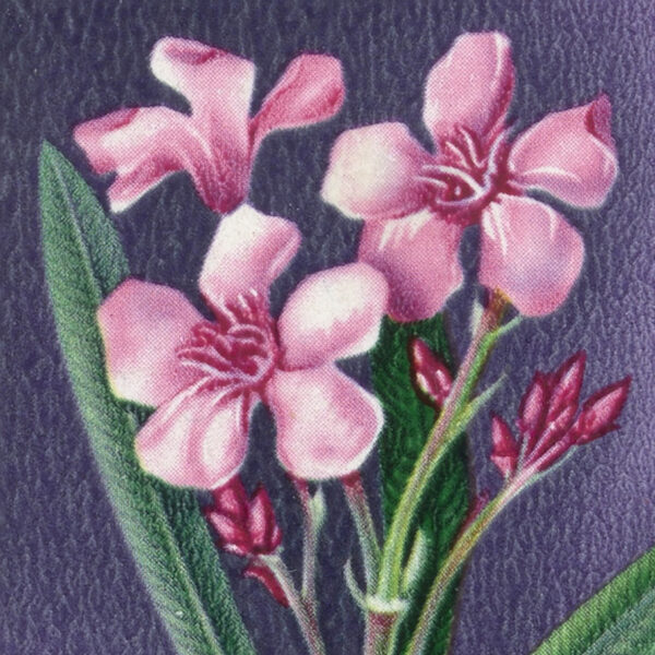 illustration of colorful flowers