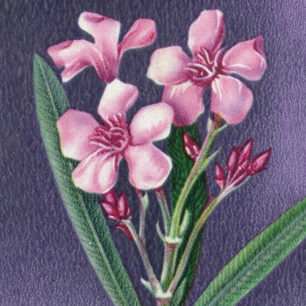illustration of colorful flowers