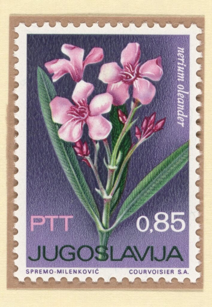 postage stamp depicting oleander flowers