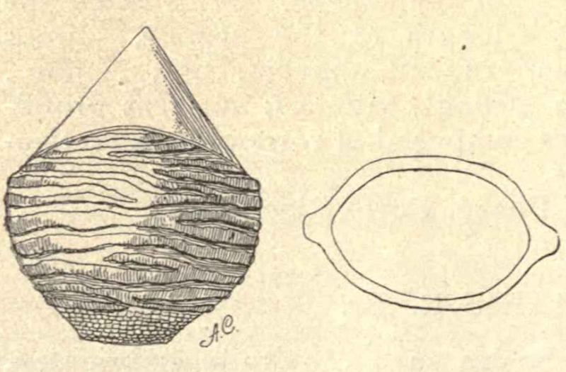 drawing of plants by Mary Agnes Chase in the book Plantae Utowanae 