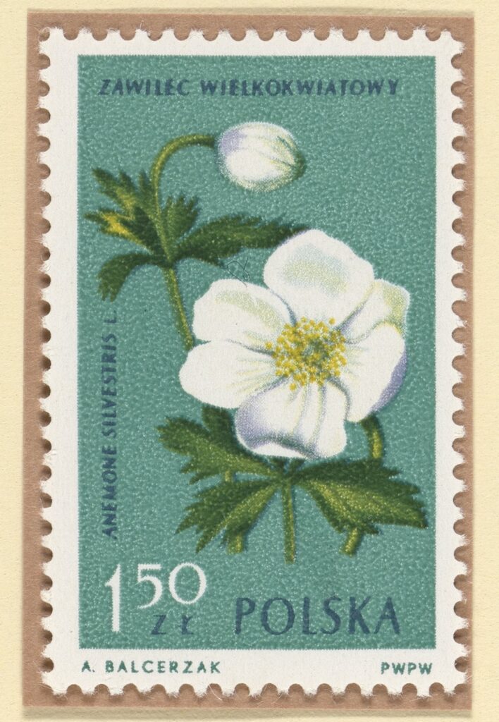 postage stamp depicting snowdrop anemone flowers