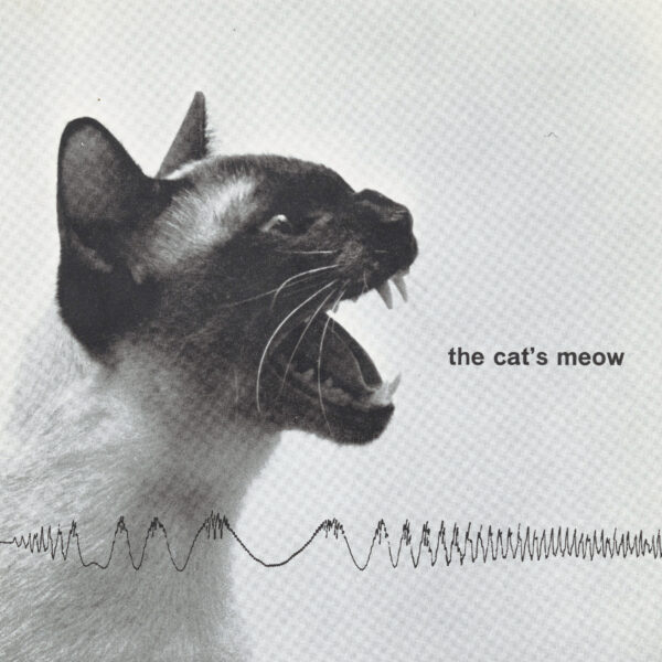 Siamese cat shown in profile with mouth open