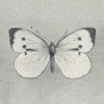 grayscale illustration of a butterfly