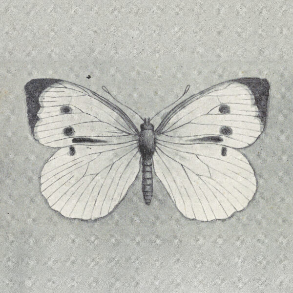 grayscale illustration of a butterfly