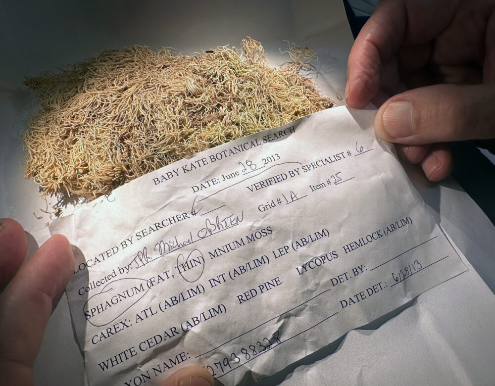 Dried plant material on a piece of white paper with an identification tag that reads “Baby Kate Botanical Search.”
