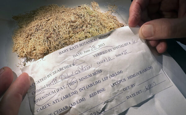 Dried plant material on a piece of white paper with an identification tag that reads “Baby Kate Botanical Search.”