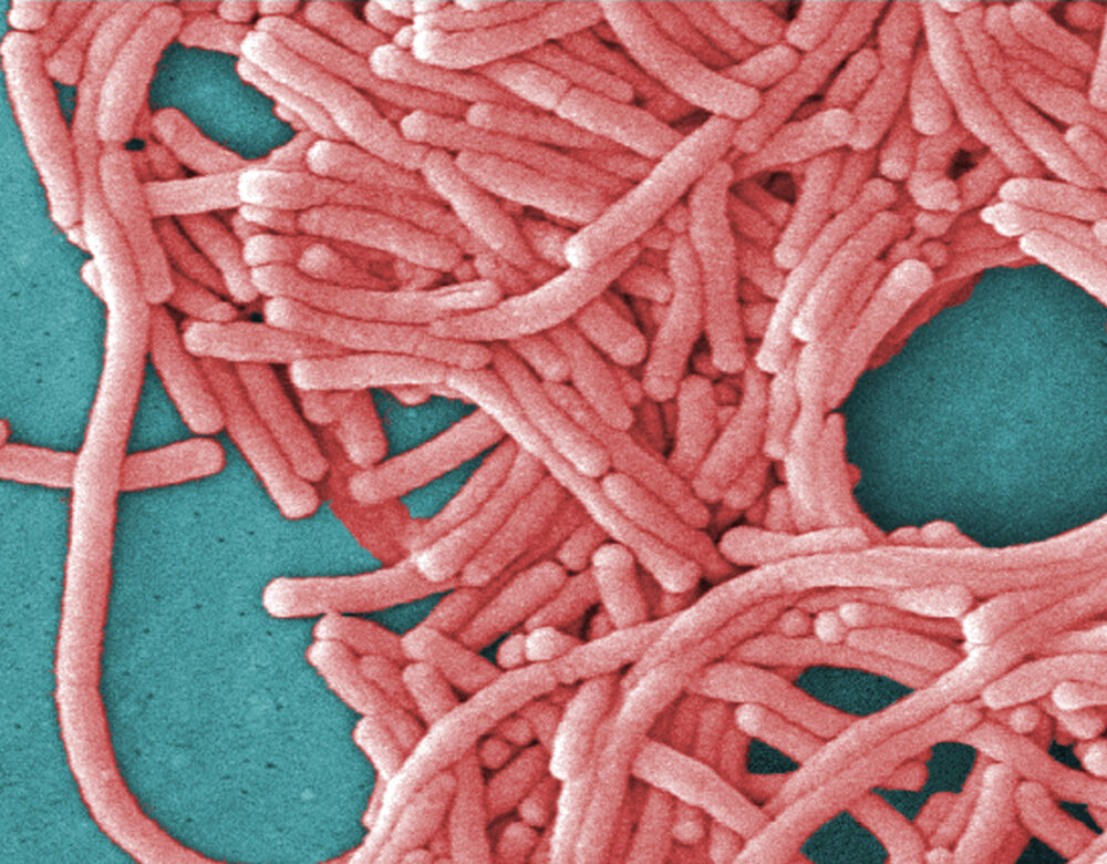 Pink bacteria on a blue background.