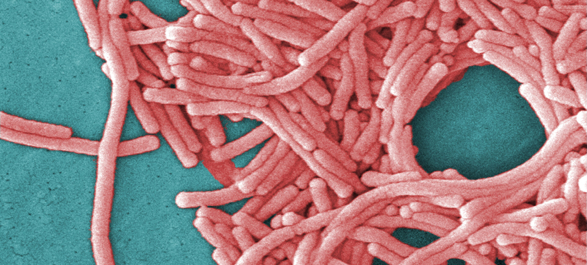 Pink bacteria on a blue background.
