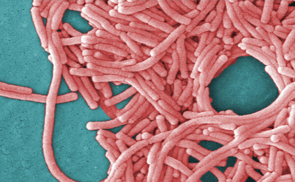 Pink bacteria on a blue background.