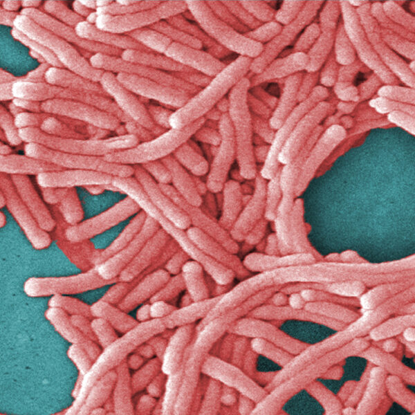 Pink bacteria on a blue background.