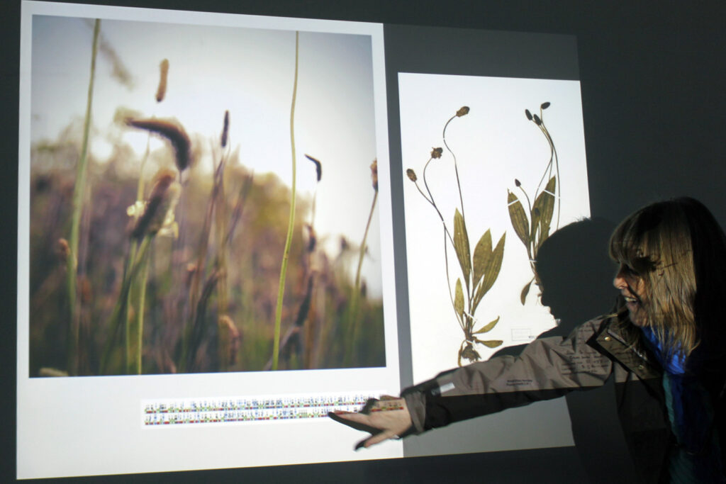 Woman standing in front of a projector screen pointing to an image of a genetic barcode by images of grasses