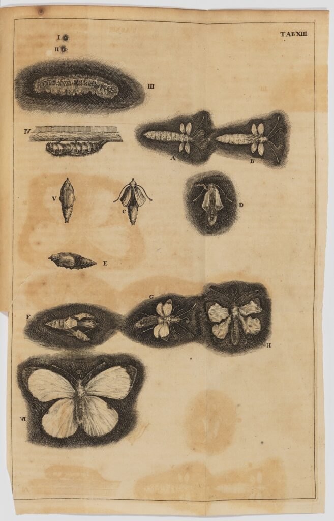 Sepia-toned illustration of various insects