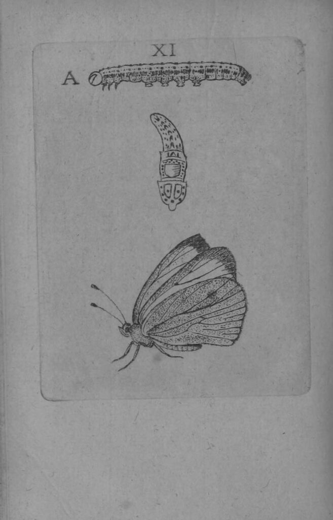 Illustration of a caterpillar and butterfly