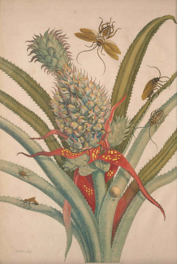 Color illustration of a pineapple plant covered in insects