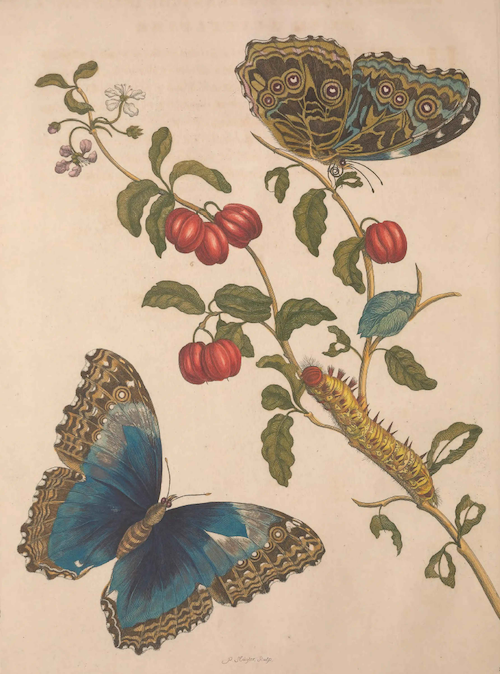 Color illustration of butterflies on a plant
