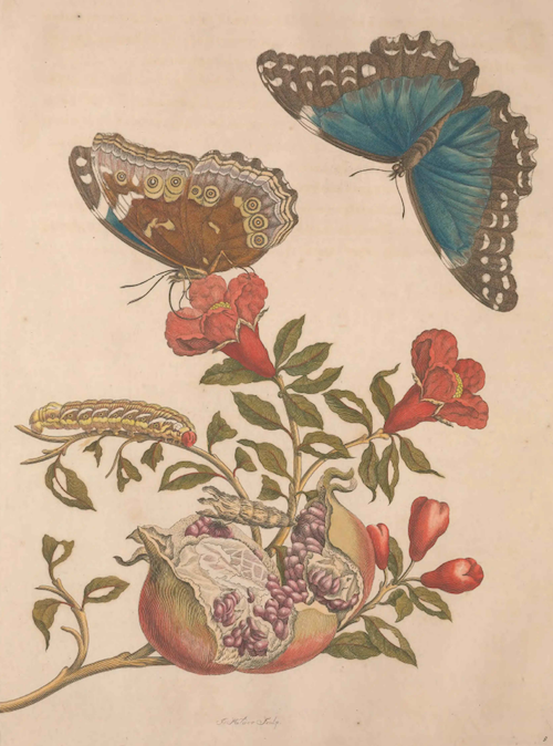 Color illustration of butterflies on a plant