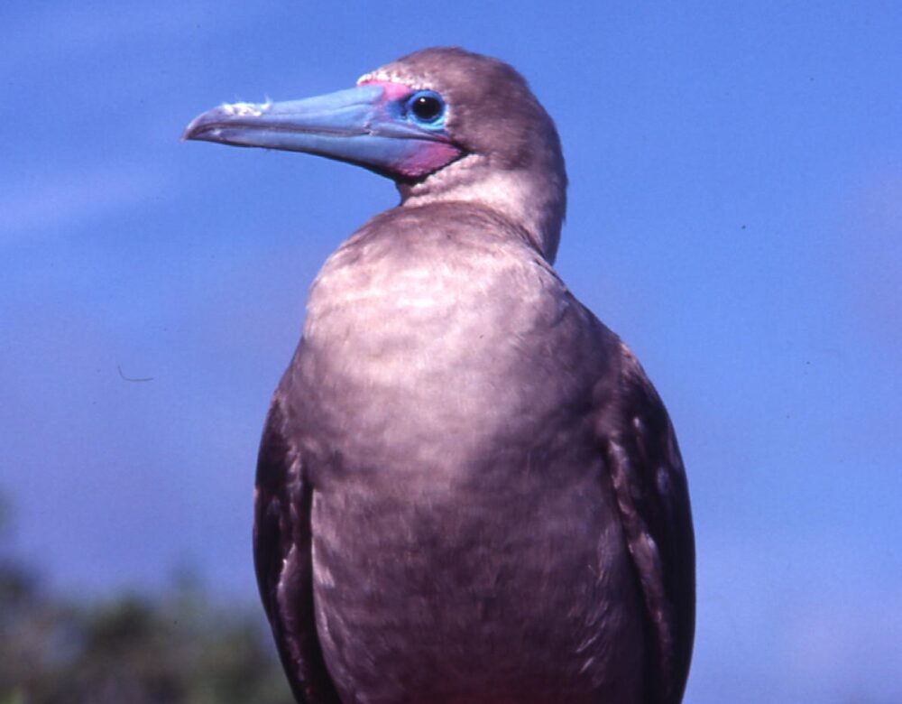 gray bird with blue beak and red feet, on a tree perch