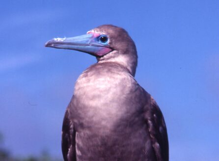 gray bird with blue beak and red feet, on a tree perch