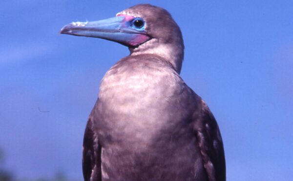 gray bird with blue beak and red feet, on a tree perch