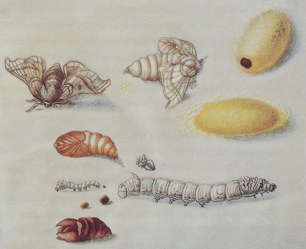 Color illustration of various insects