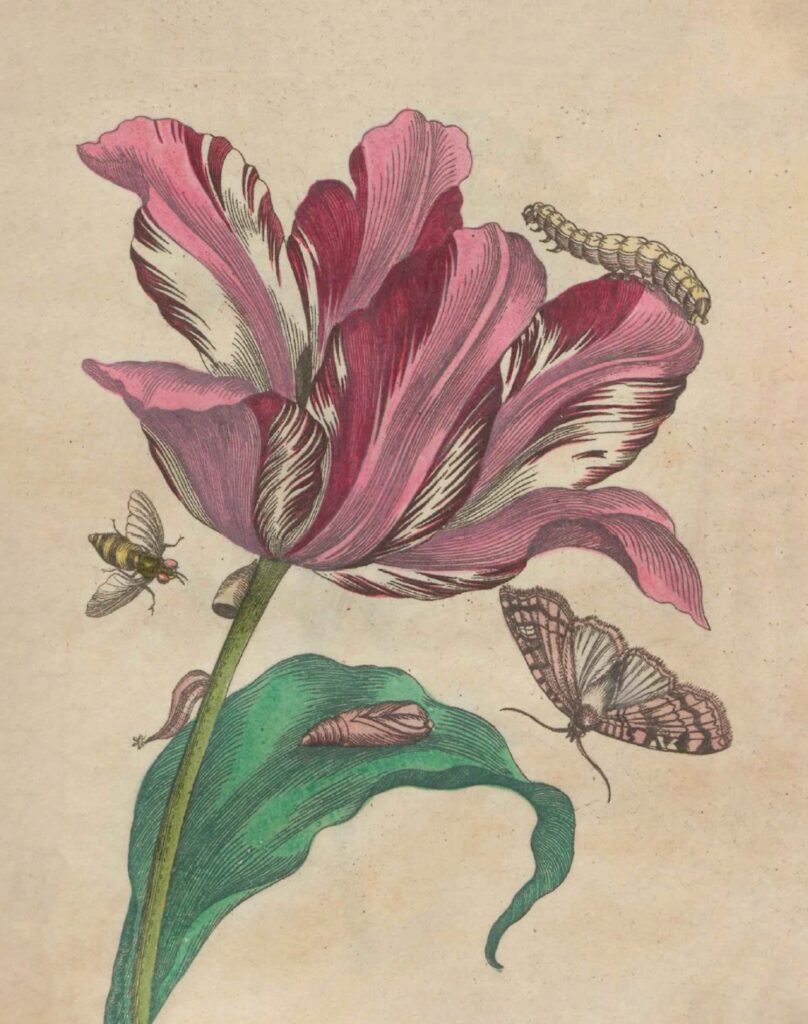 Color illustration of a tulip covered in insects