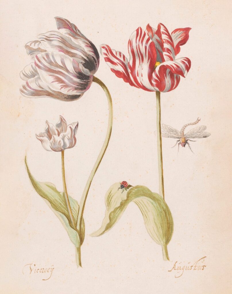 Color drawing of two tulips and insects