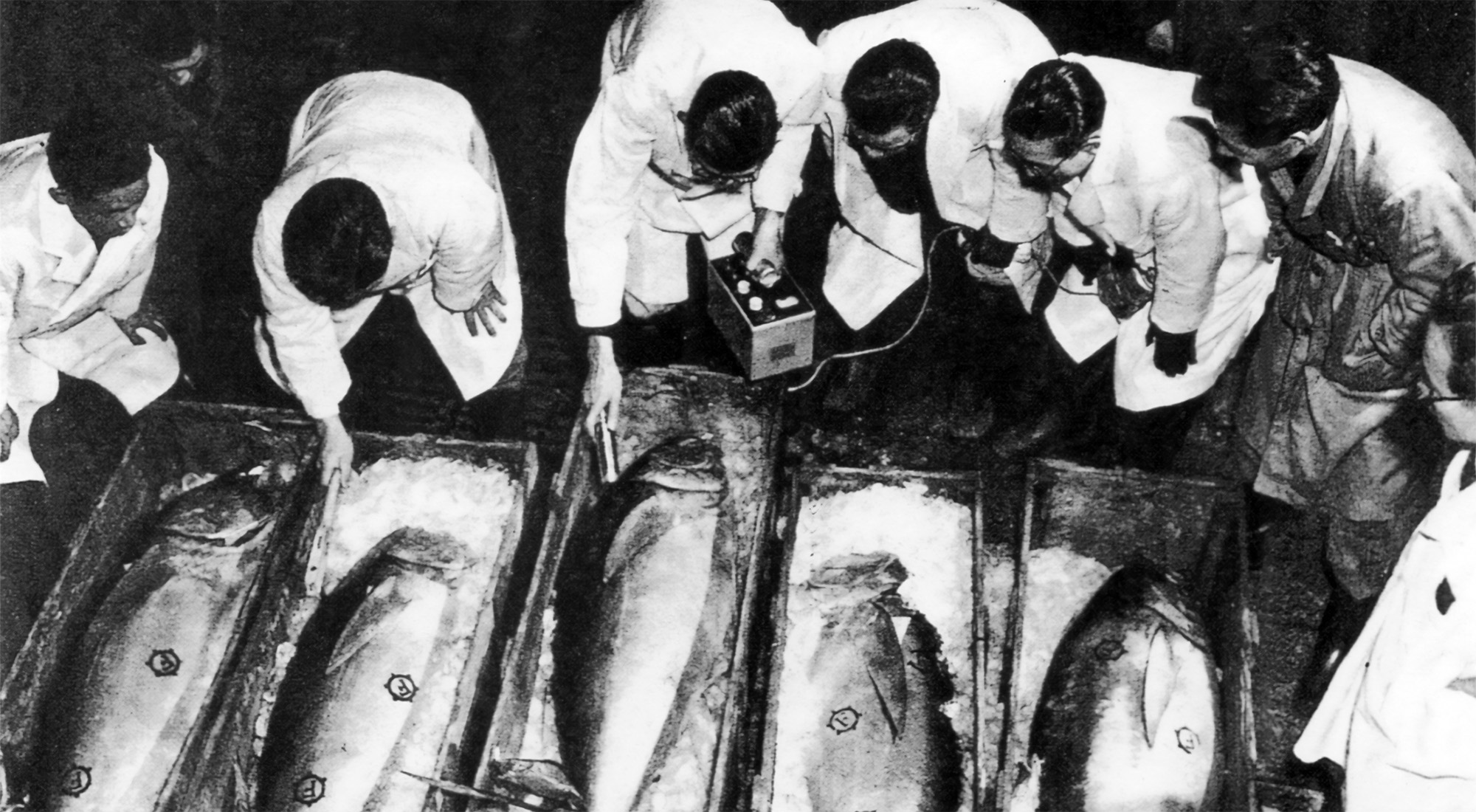 A line of men, most of them wearing lab coats, gather around several crates containing tuna on ice