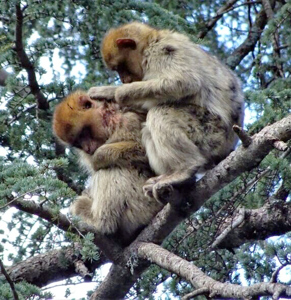 Two monkeys sitting in a tree. One of the monkeys has bloody injuries around its head and neck.