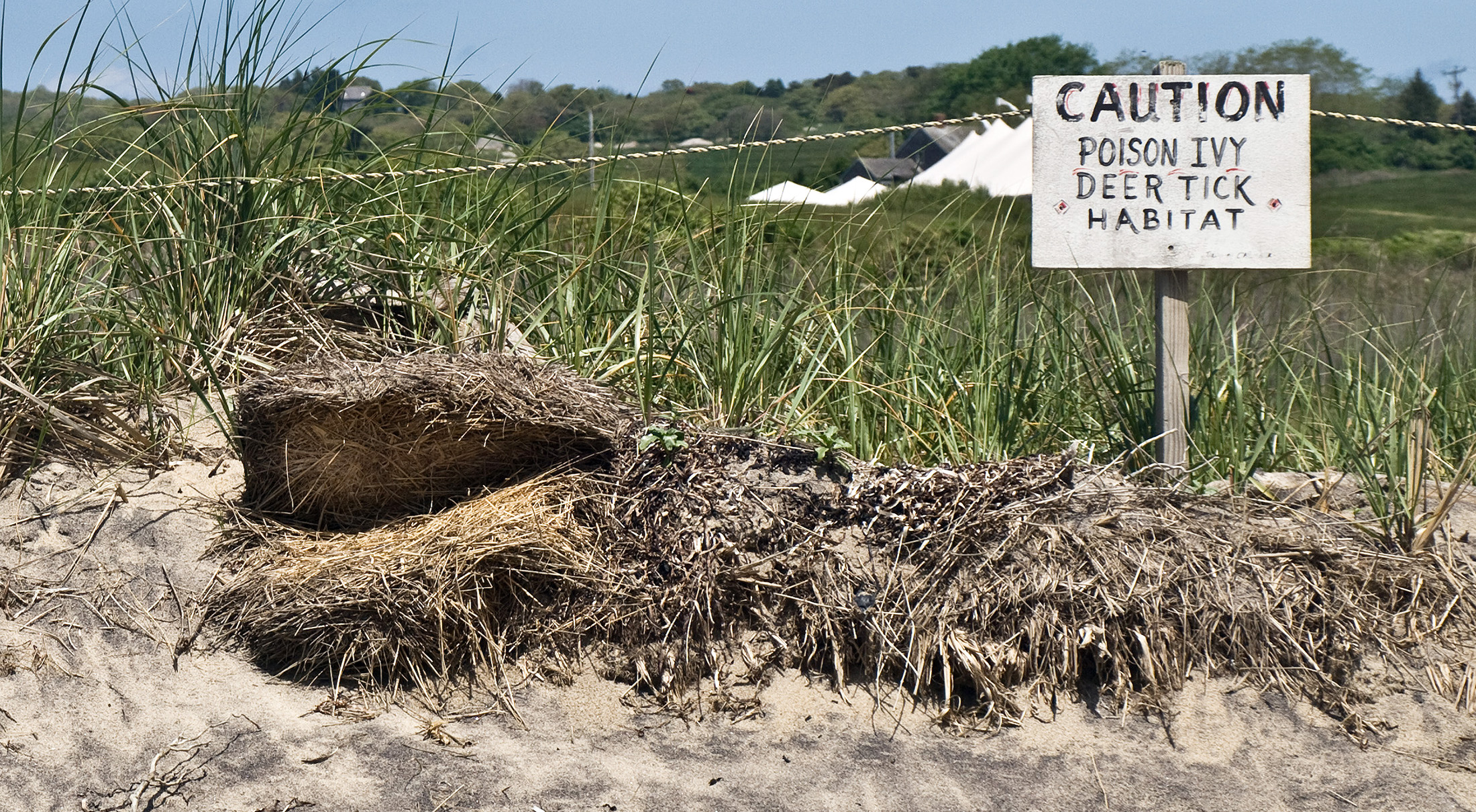 Wooden sign on a roped off grassy beach dune that reads, “Caution Poison Ivy Deer Tick Habitat”