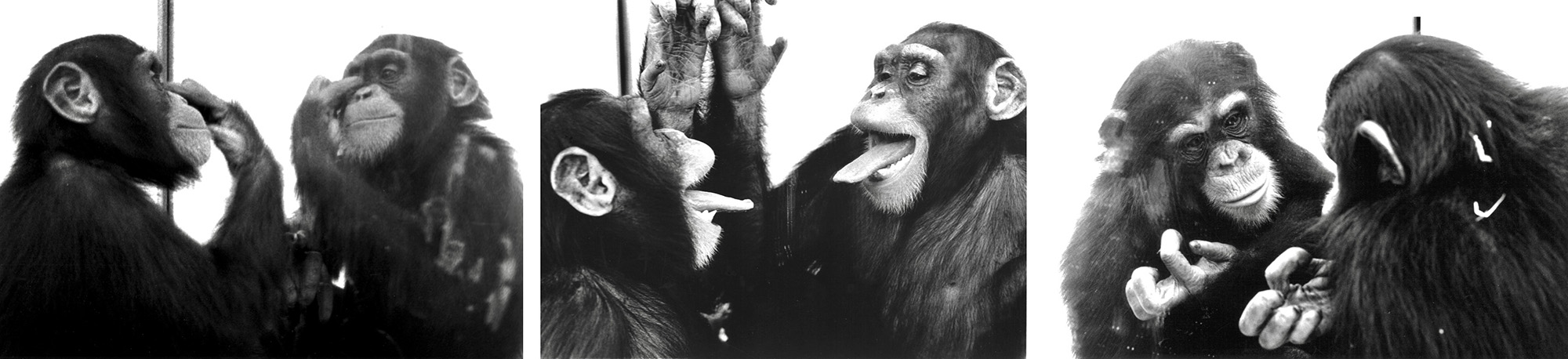 A series of three black and white photographs of a chimpanzee interacting with a mirror.