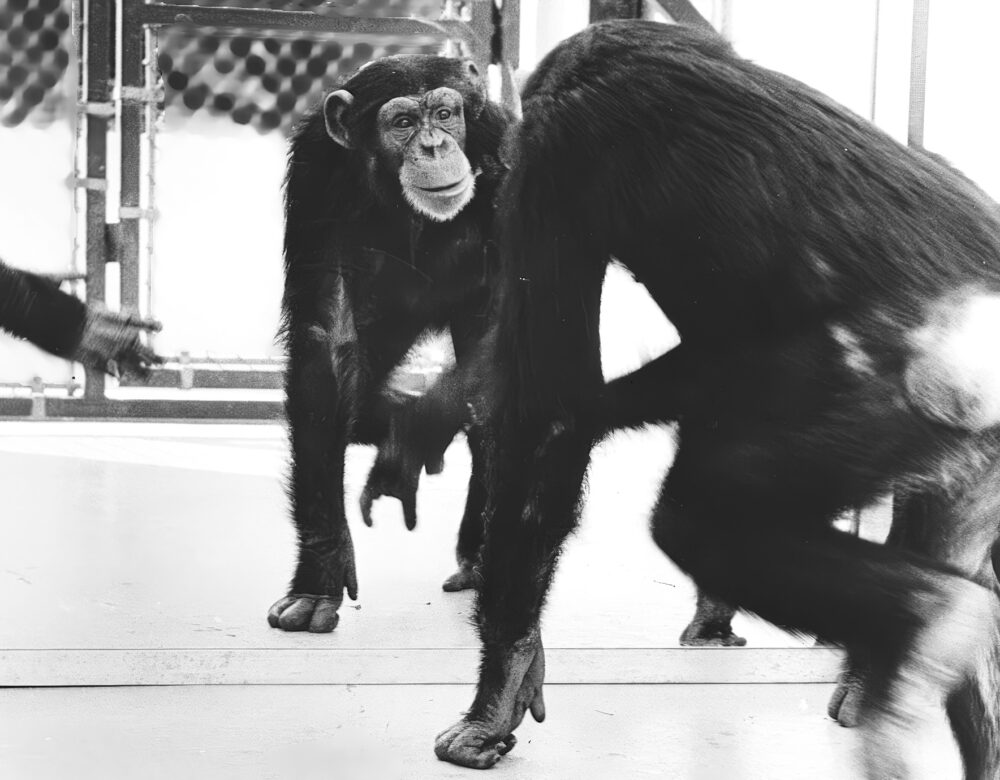 A chimpanzee looking into a full-length mirror.