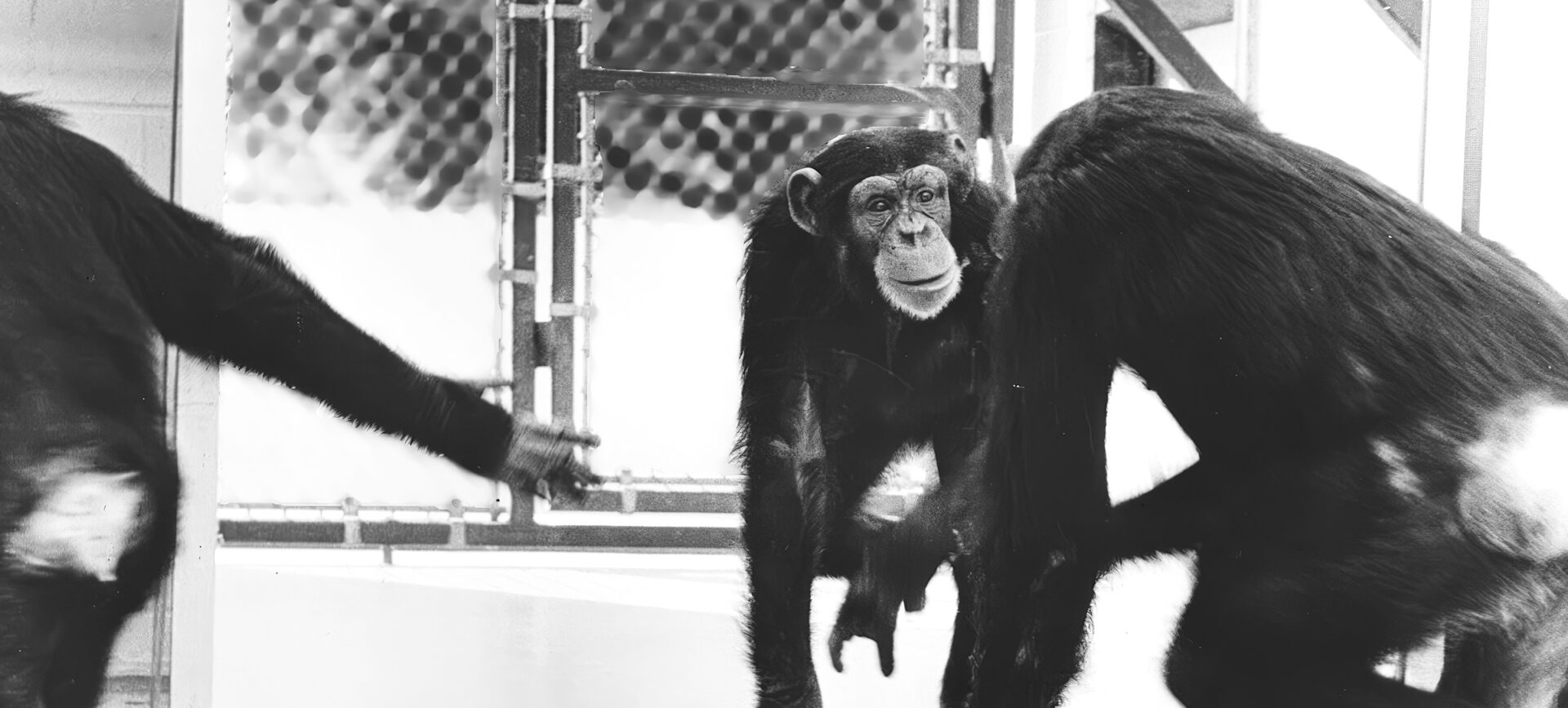 A chimpanzee looking into a full-length mirror.