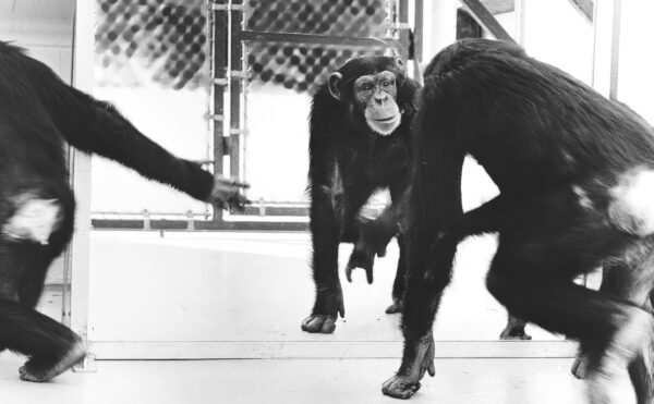 A chimpanzee looking into a full-length mirror.