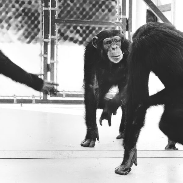 A chimpanzee looking into a full-length mirror.