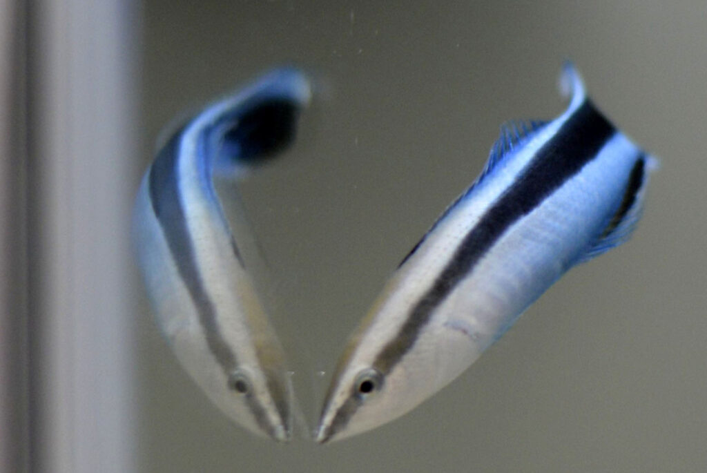 A small blue and black striped fish and its mirror image