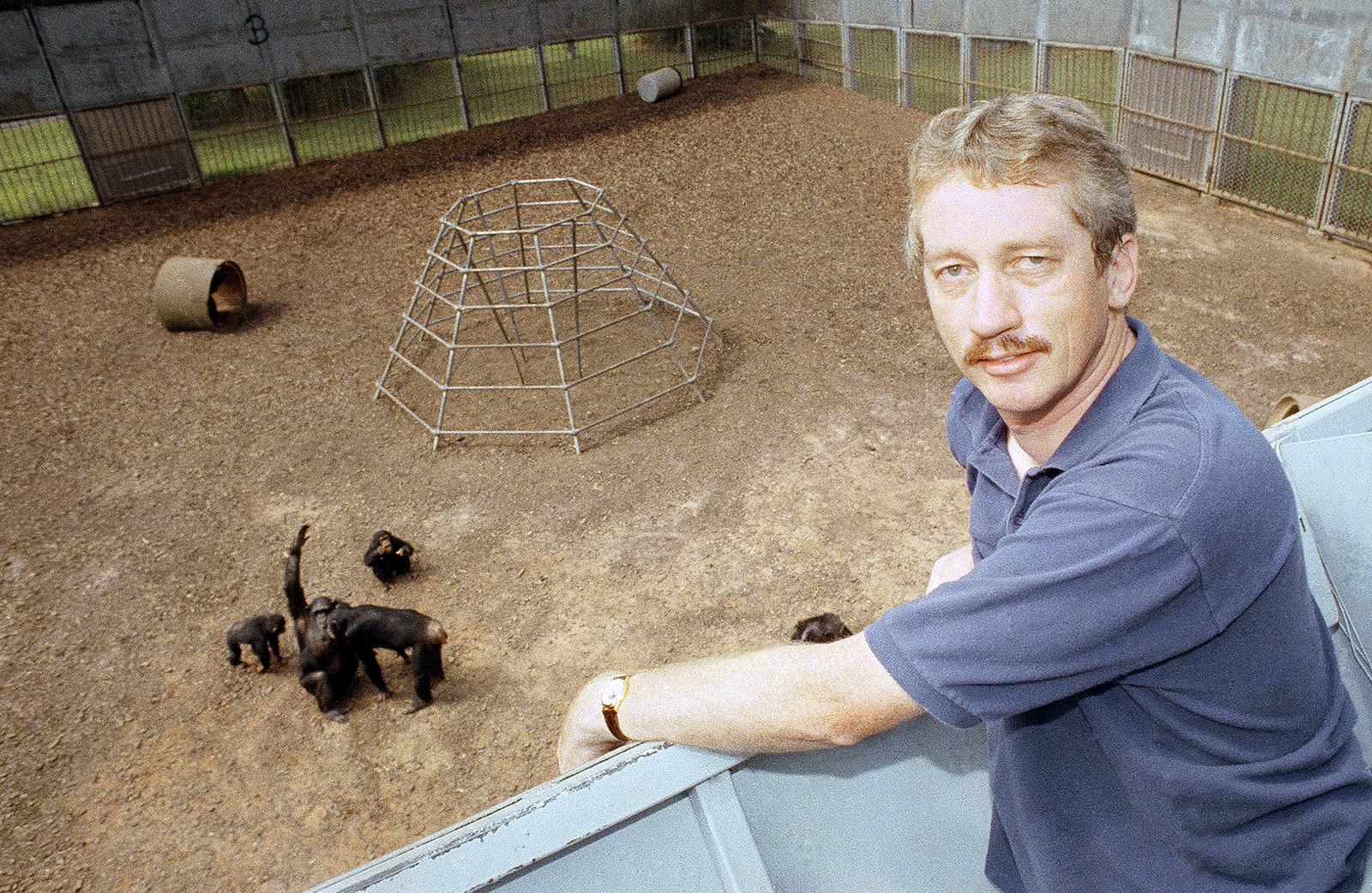 A man standing on the observation deck of an enclosure containing five chimpanzees.