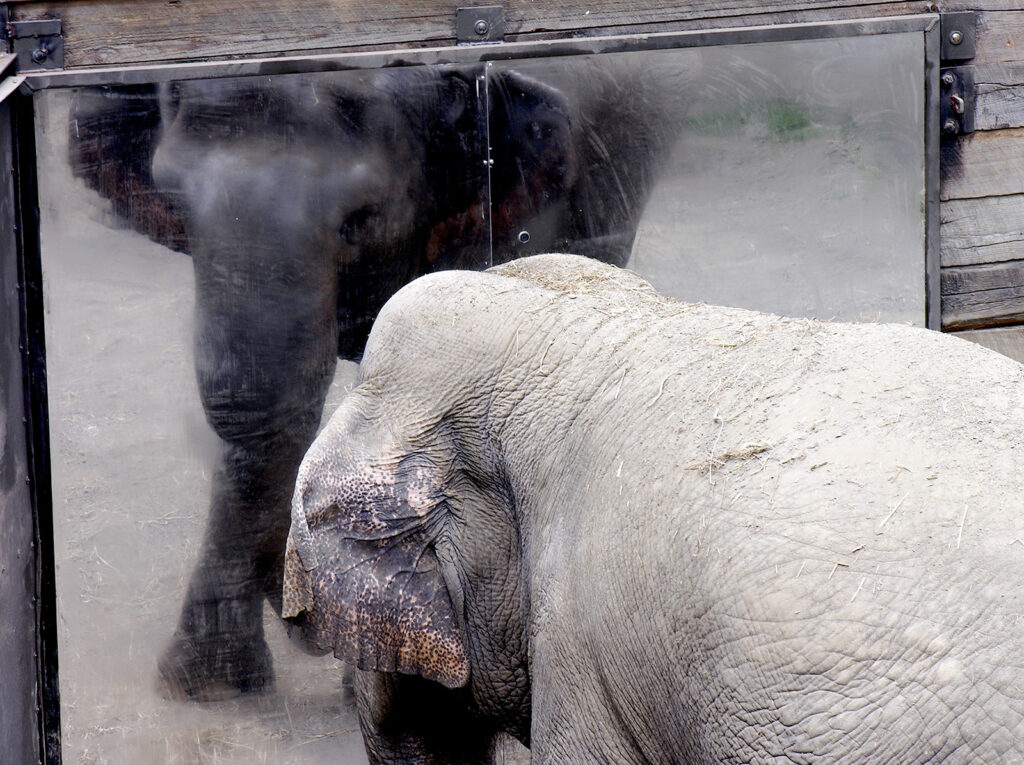 An elephant looking in a full-length mirror.