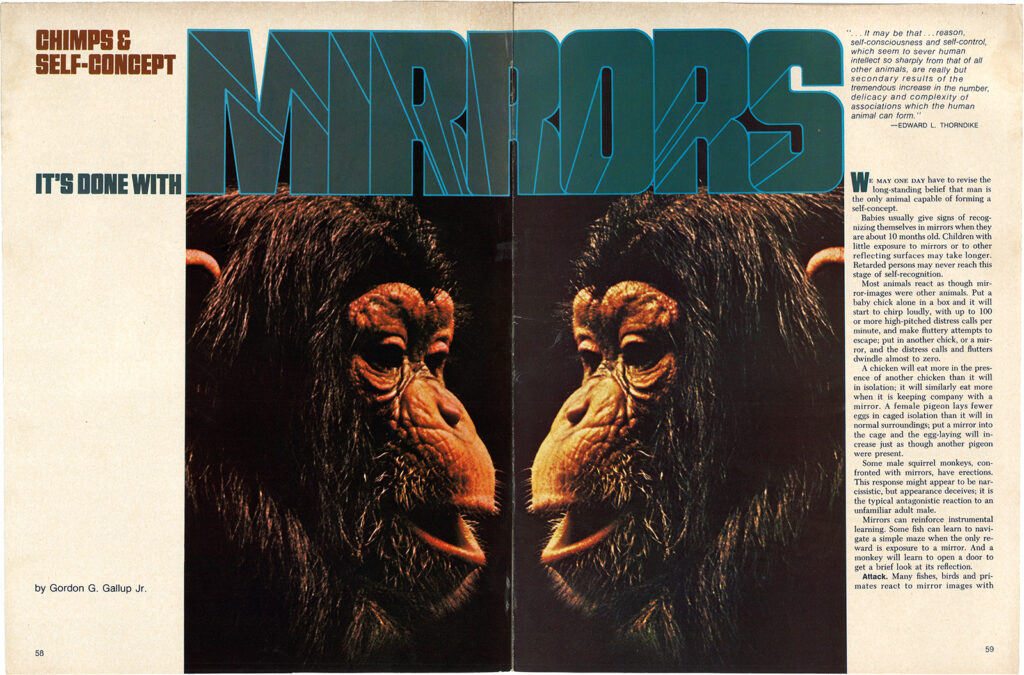 Magazine spread featuring mirror images of a chimpanzee’s face. The title of the article reads: “Chimps and Self-Concept: It’s Done with Mirrors.”