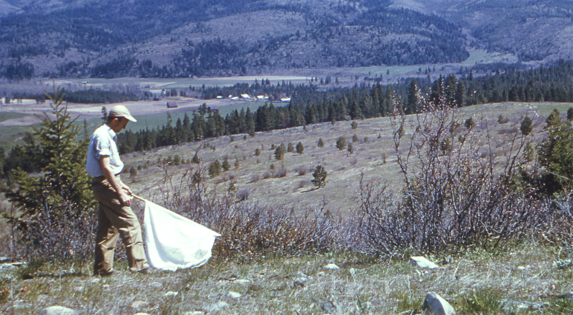 A man carrying a white net on a pole in a mountainous environment