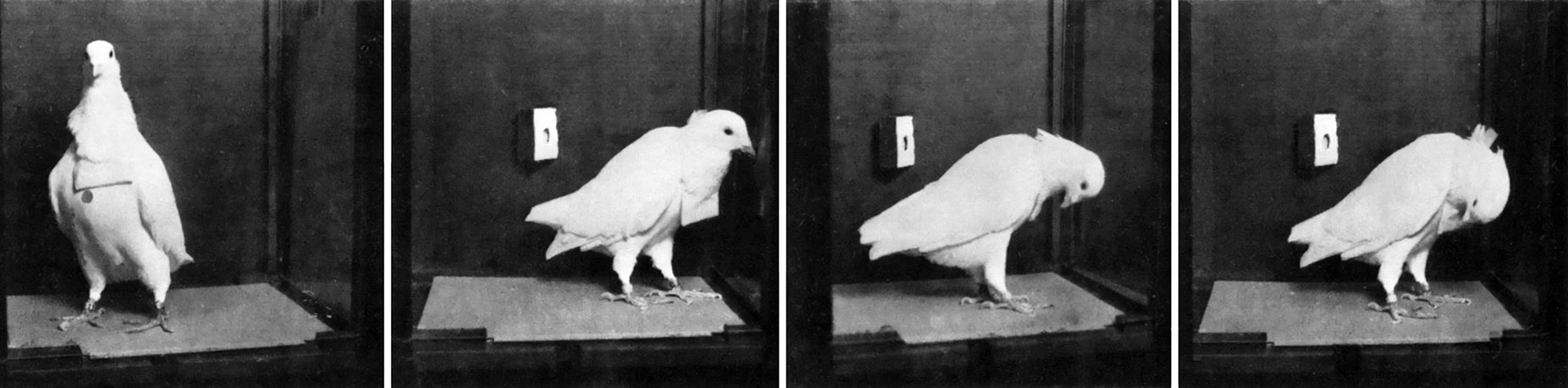 A series of four photographs of a white pigeon with a white bib in a small box.