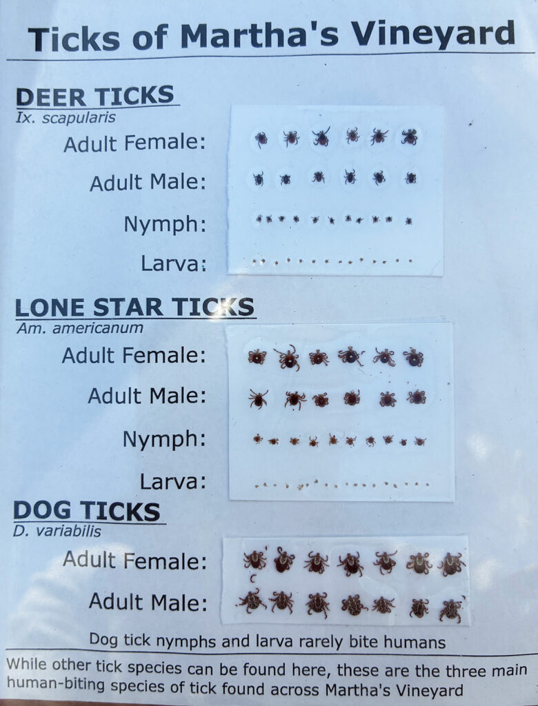 Laminated sheet of paper showing different species of ticks, with different sexes and stages of development