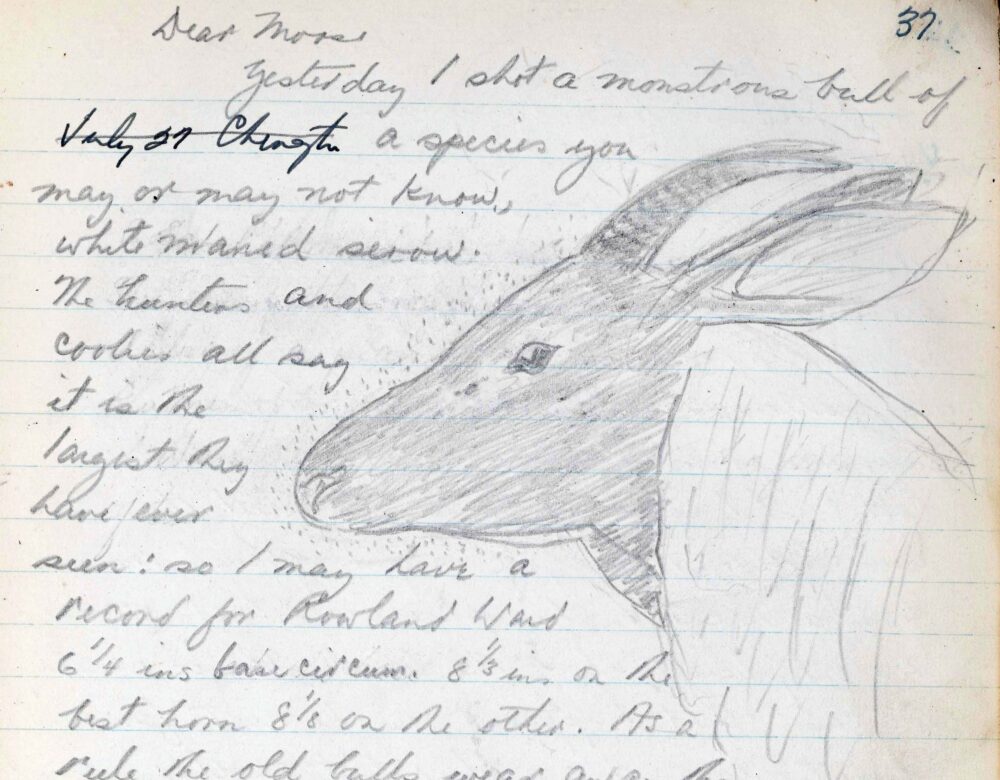 journal with notes and sketch of an antelope