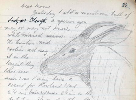journal with notes and sketch of an antelope