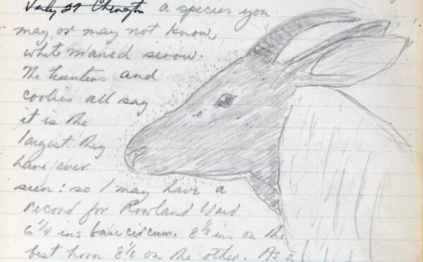 journal with notes and sketch of an antelope