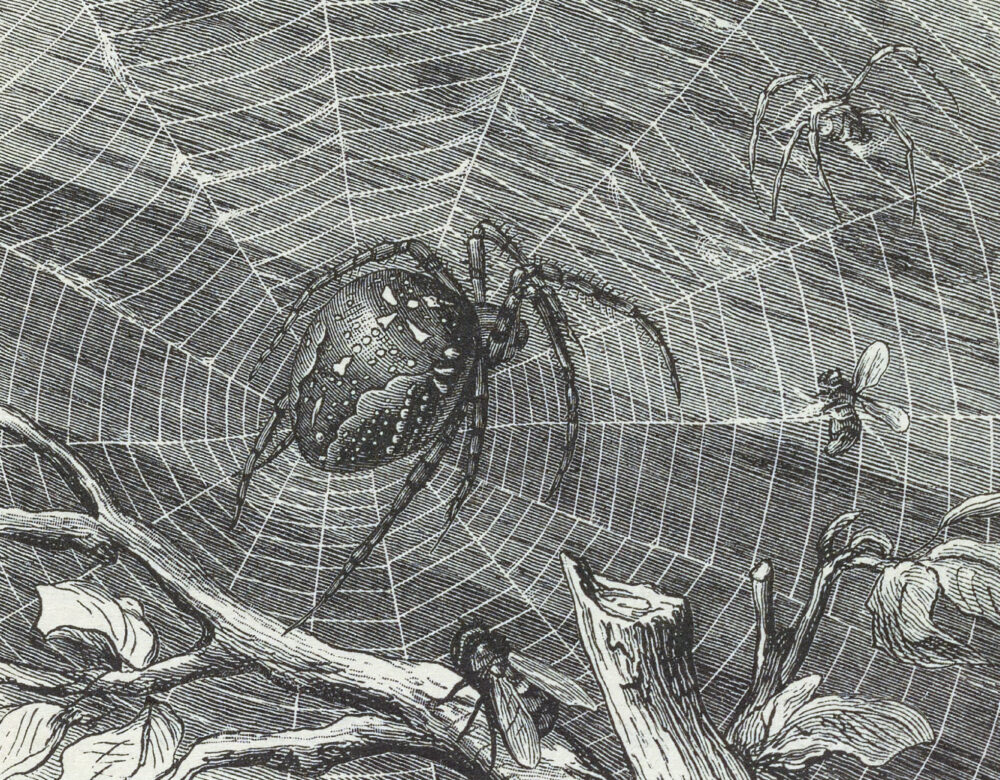 book illustration of a spider in a web