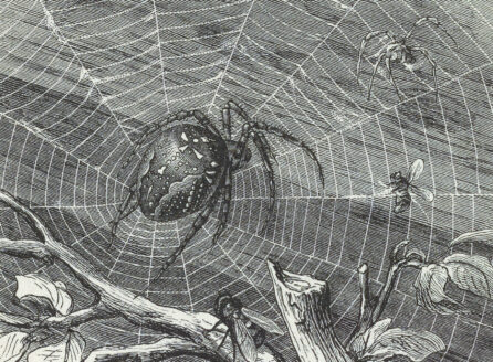 book illustration of a spider in a web