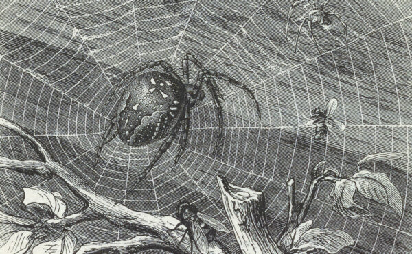 book illustration of a spider in a web