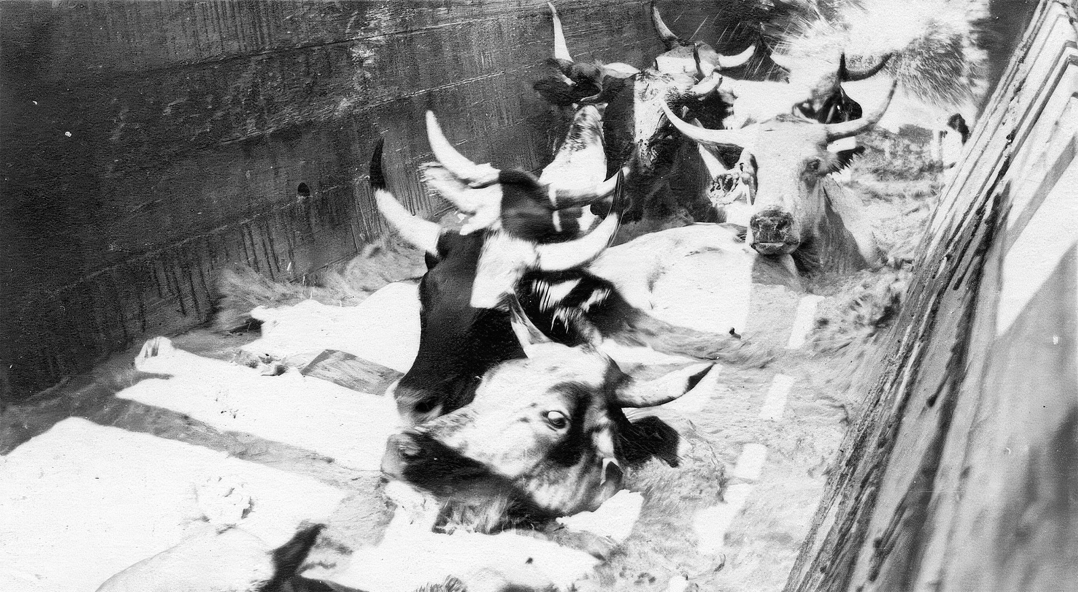 Cows wading through a chute filled with liquid